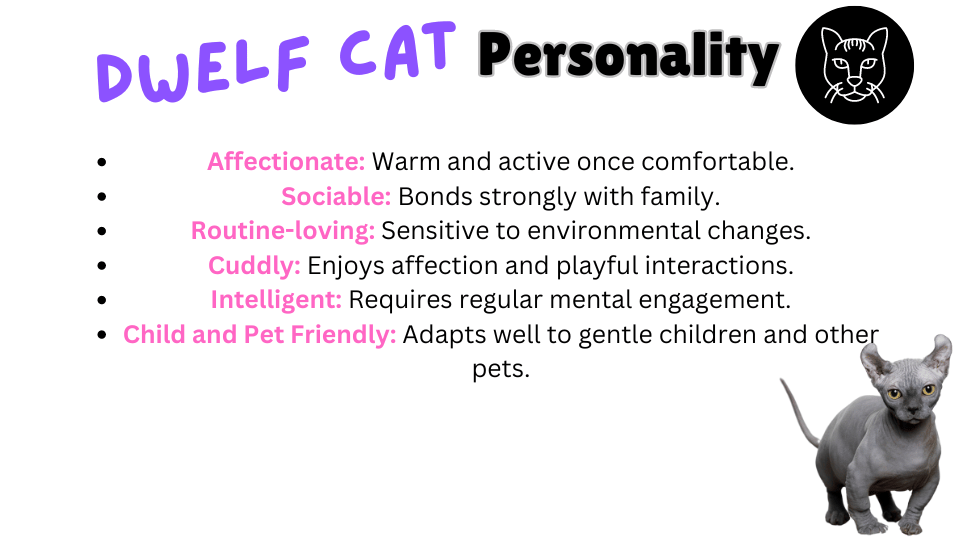 Image showing Dwelf cat personality traits