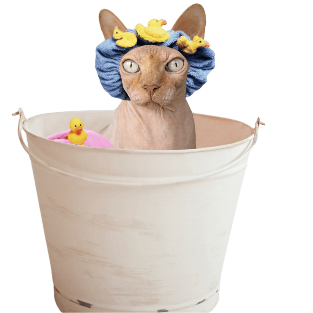 Image Showing a Sphynx Cat having a bath