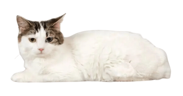 Image-showing-a-white-Cymric-cat as one of the cat breeds with short tails