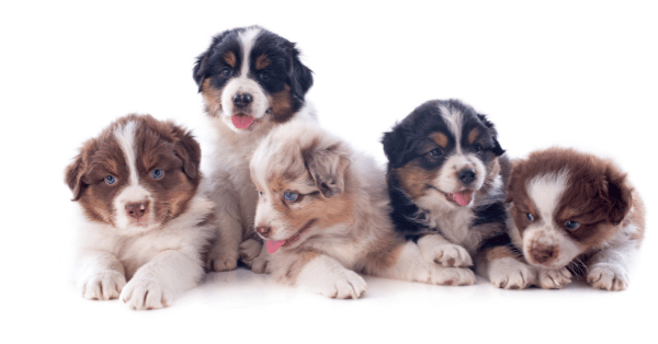 Image showing different puppies