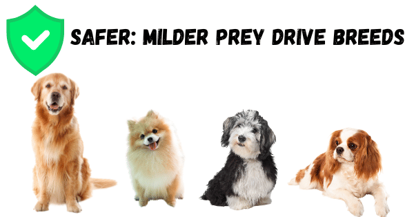 Image showing dog breeds with milder prey drives, labeled 'Safer' to indicate their suitability for homes with kittens.