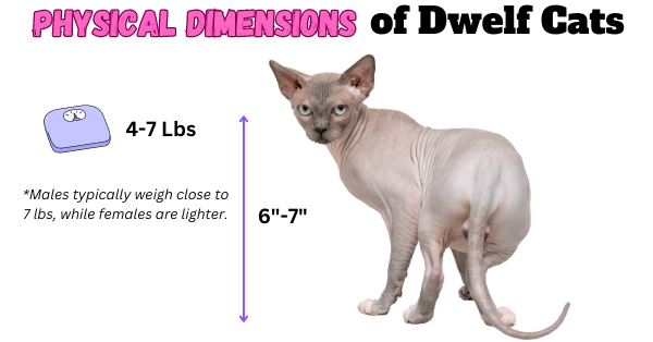 Image showing the Dwelf Cat breed physical dimensions