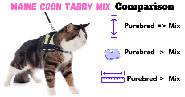 Image showing the size and weight comparison between a Maine Coon Tabby Mix and a purebred Maine Coon.