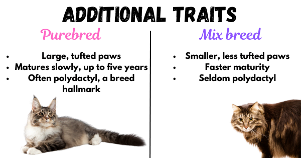 Image displaying the distinct traits differentiating a purebred Maine Coon from a Maine Coon Mix.