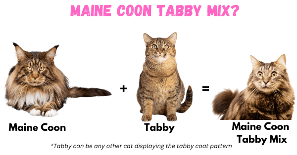 Image showing the breeds that must be crossed to create the Maine Coon Tabby mix.