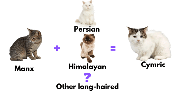 Image showing the cross-breeding of Manx with long-haired breeds like Persian, resulting in the Cymric cat