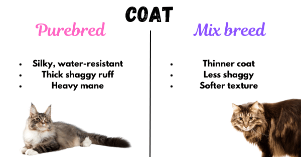 Image showing the differences in coat between a purebred Maine Coon and a Maine Coon Mix