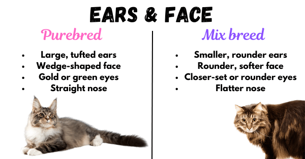 Image showing the differences in ears and face between a purebred Maine Coon and a Maine Coon Mix.