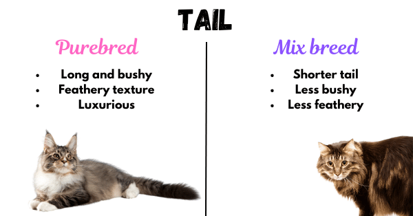 Image showing the differences in tails between a purebred Maine Coon and a Maine Coon Mix.