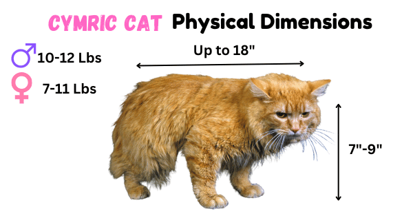 Image showing the main Physical Dimensions of the Cymric Cat Breed