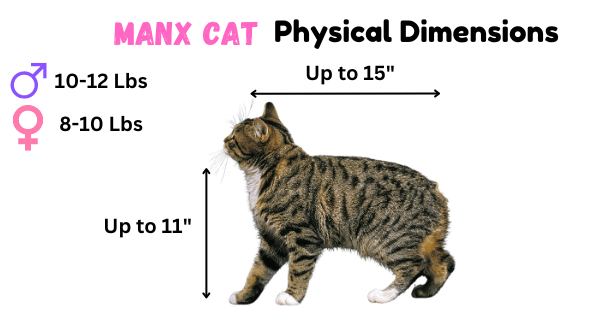 Image showing the main Physical Dimensions of the Manx cat breed