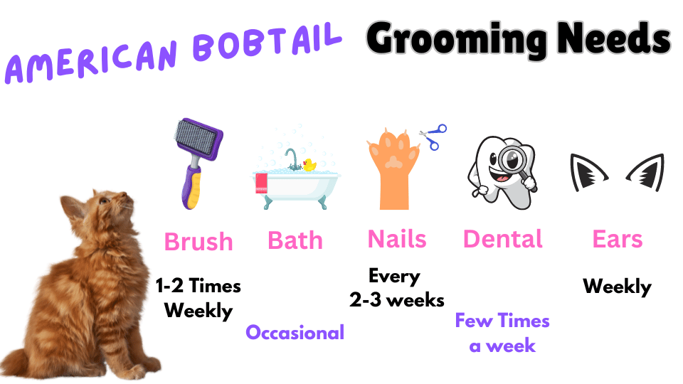 Infographic showing American Bobtail cat breed Grooming needs