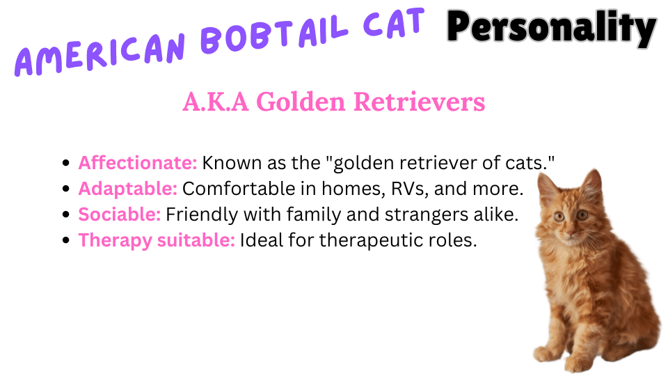 Infographic showing American Bobtail cat breed Personality traits