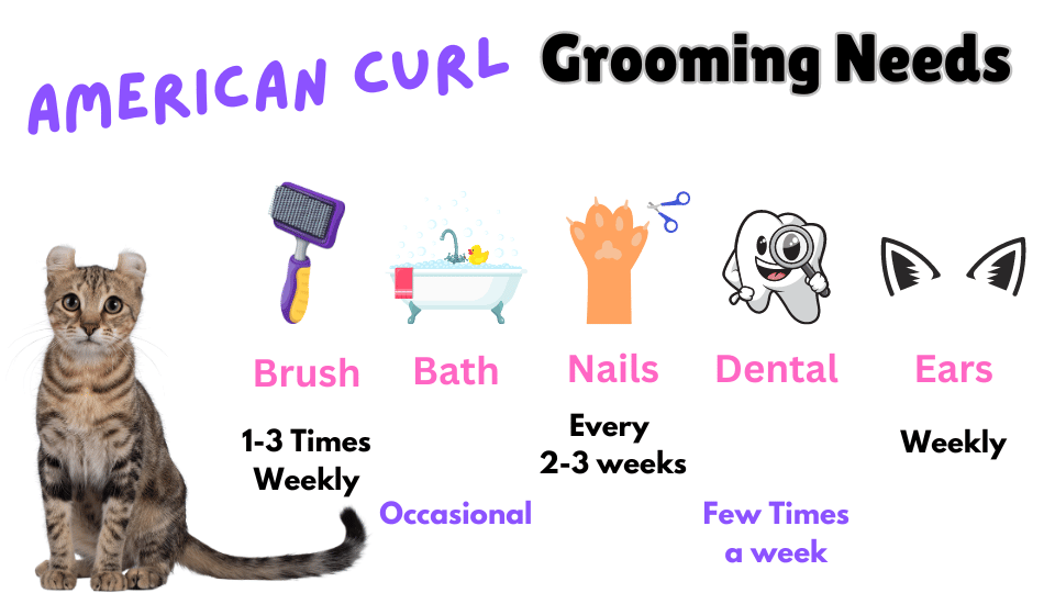 Infographic showing American Curl Grooming requirements