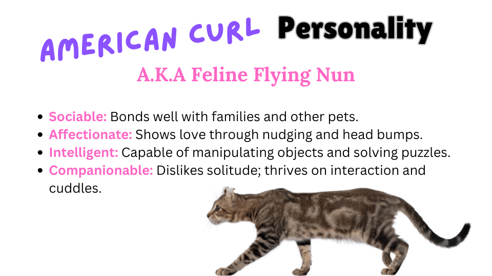 Infographic showing American Curl key personality traits