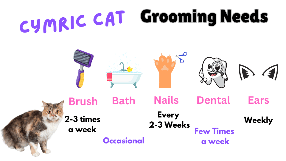 Infographic showing Cymric cat breed grooming requirements