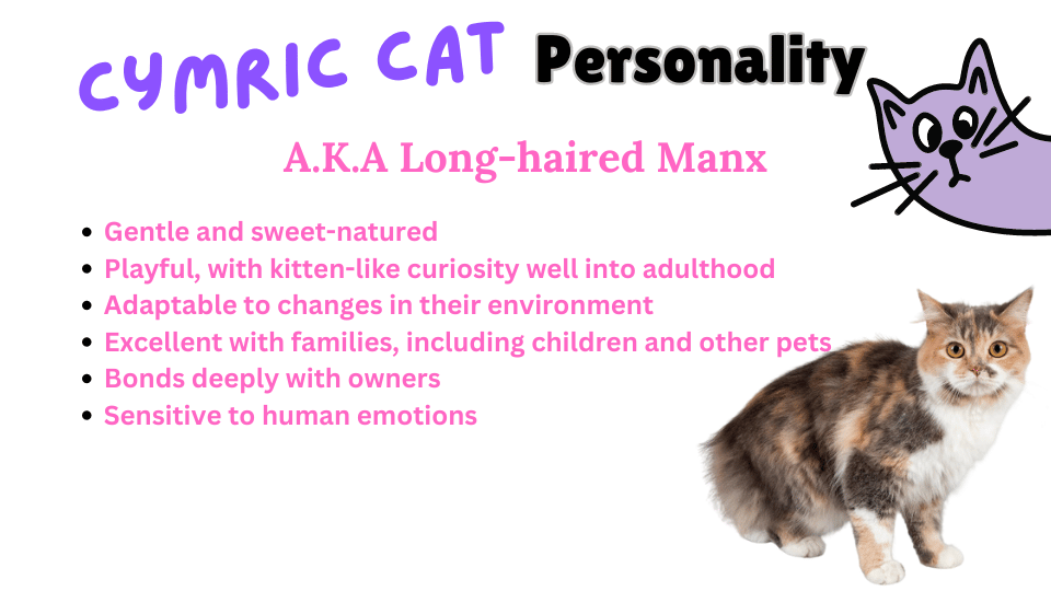 Infographic showing Cymric cat breed personality traits