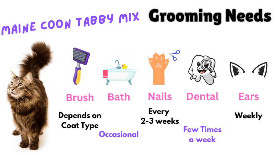 Infographic showing Maine Coon Tabby Mix Grooming needs