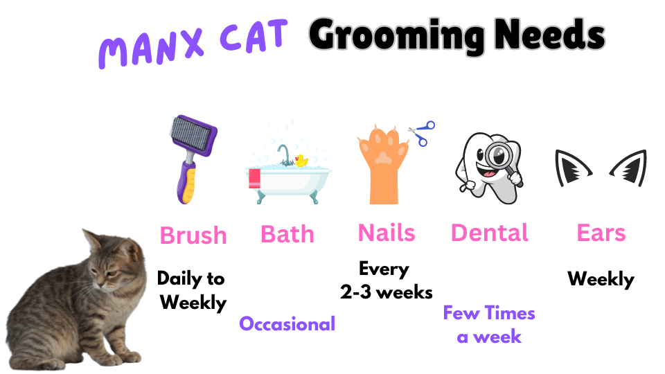 Infographic showing Manx cat breed Grooming requirements