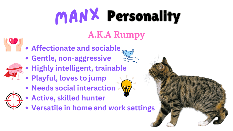 Infographic showing Manx cat breed personality traits