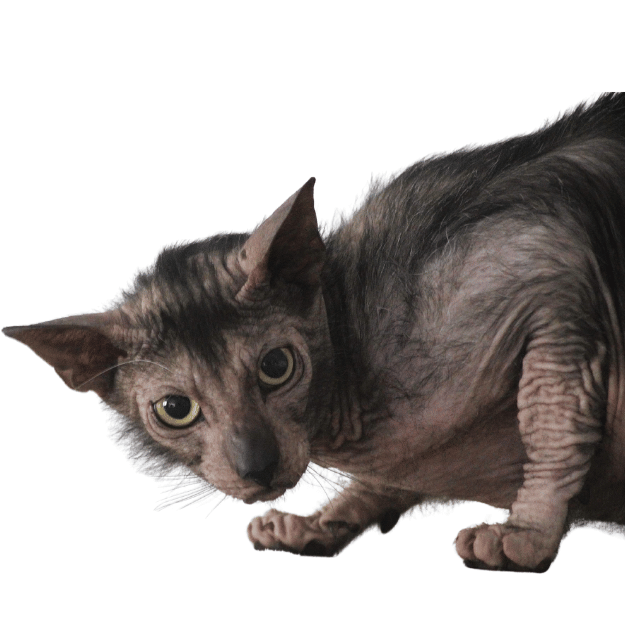 Lykoi cat breed as one of the Hairless cat breeds