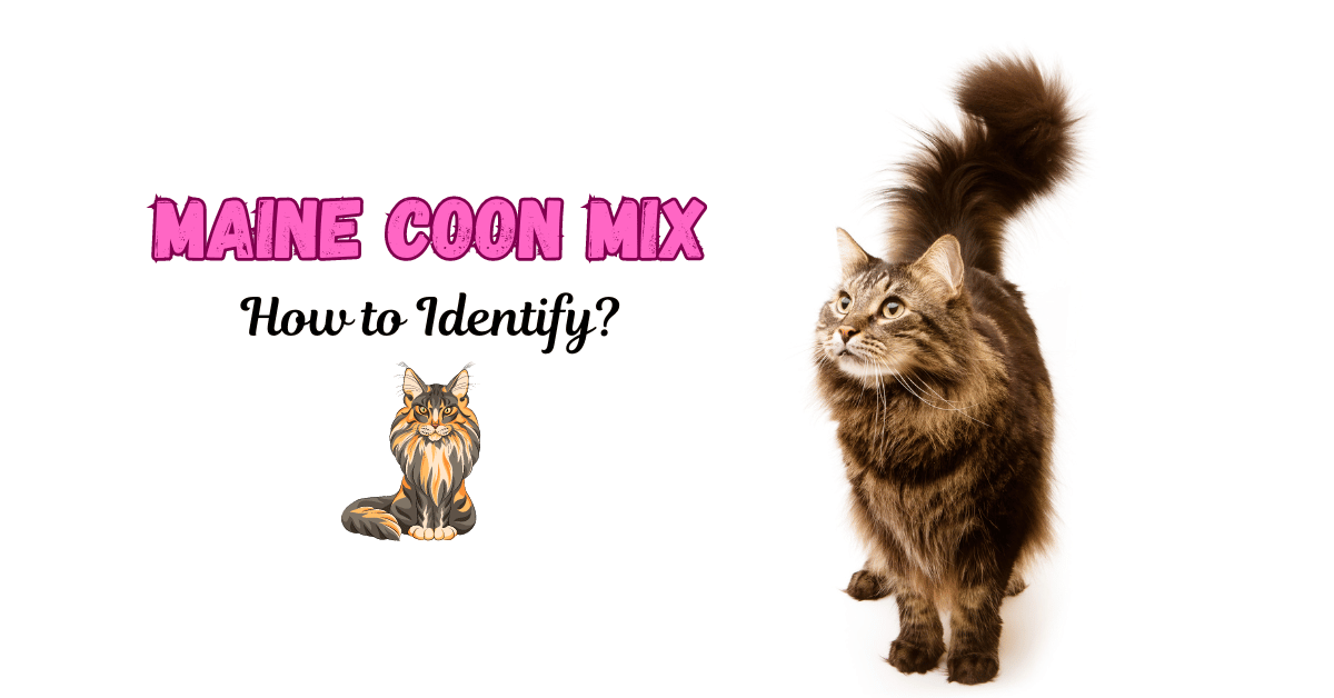 Maine Coon Mix or Purebred? How to Tell the Difference