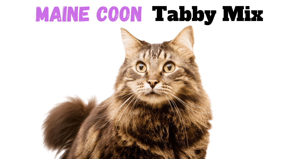 Maine Coon Tabby Mix Featured Image