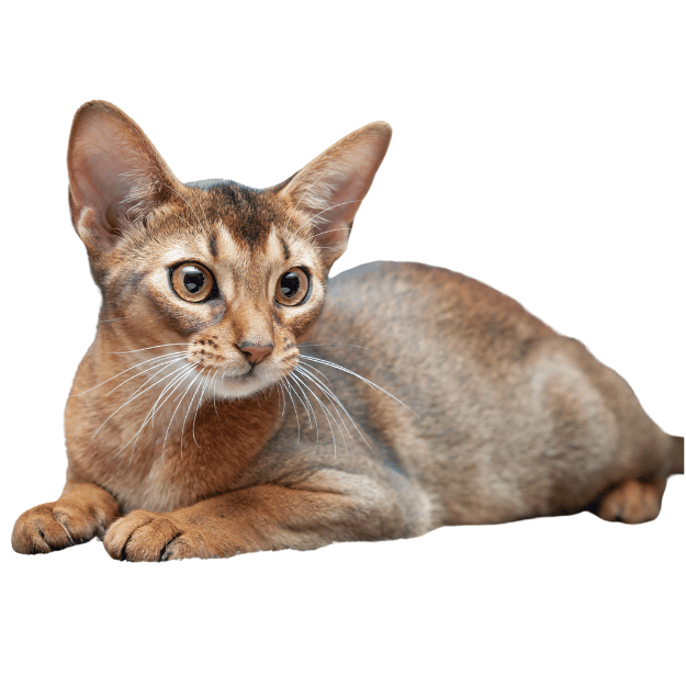 Photo of a Abyssinian cat with orange eyes