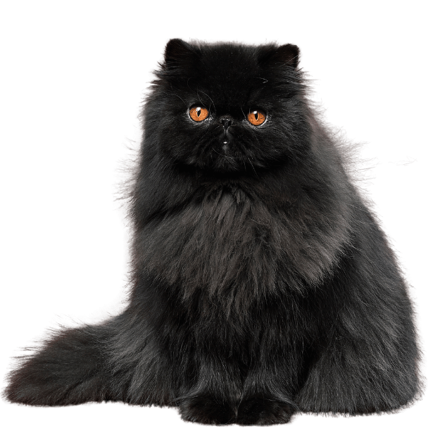 Photo of a Black Persian Cat with orange eyes