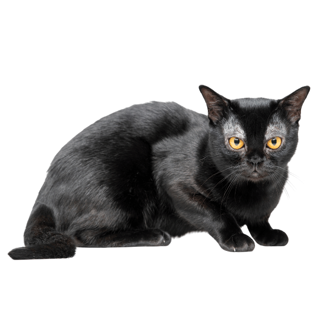 Photo of a Bombay cat with orange eyes