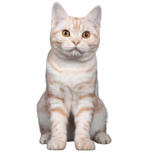 Photo of an American Shorthair Kitten with orange eyes