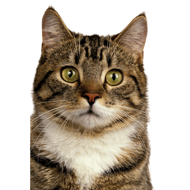 Portrait Image of the Manx Cat Breed