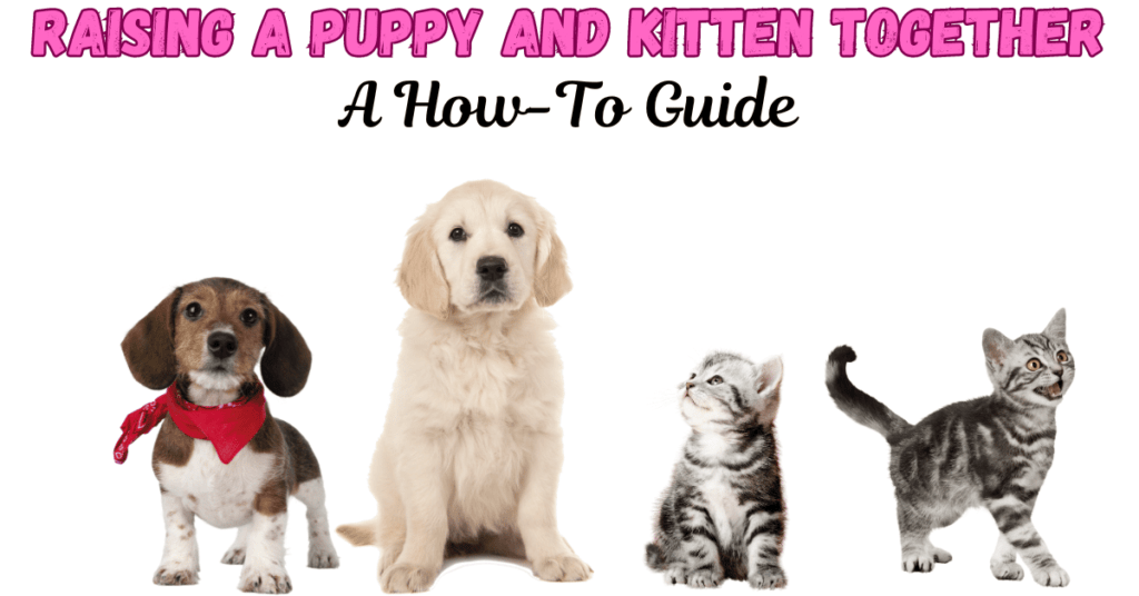 Raise a Puppy and Kitten Together post Image