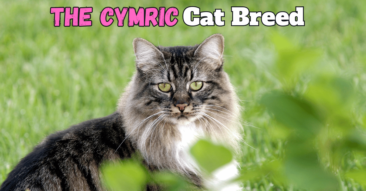 The Cymric Cat Breed Post Featured Image