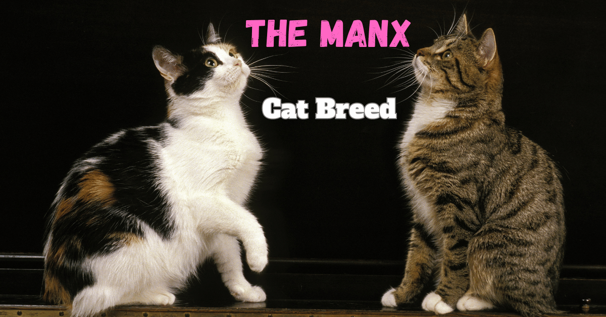 The Manx Cat Breed Explained: More Than Just Tailless Beauties