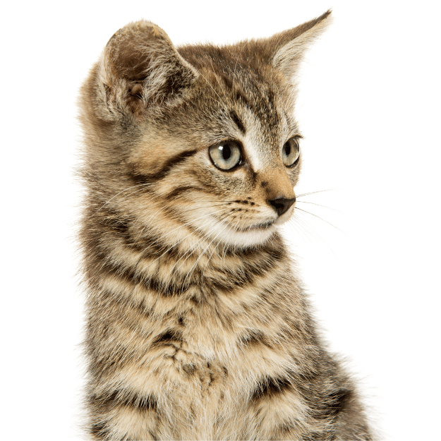 The american Lynx as one of the cat breeds with short tail