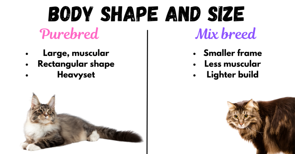 Image showing the differences in body shape and size between a purebred Maine Coon and a Maine Coon Mix.