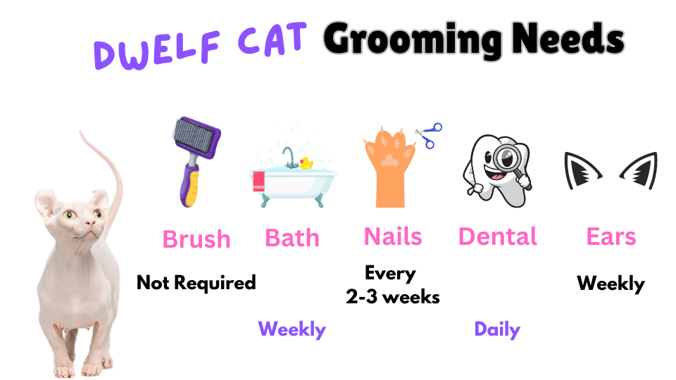 infographic showing the grooming requirements of the Dwelf Cat Breed