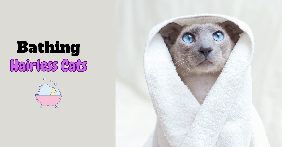 Bathing hairless cats featured image