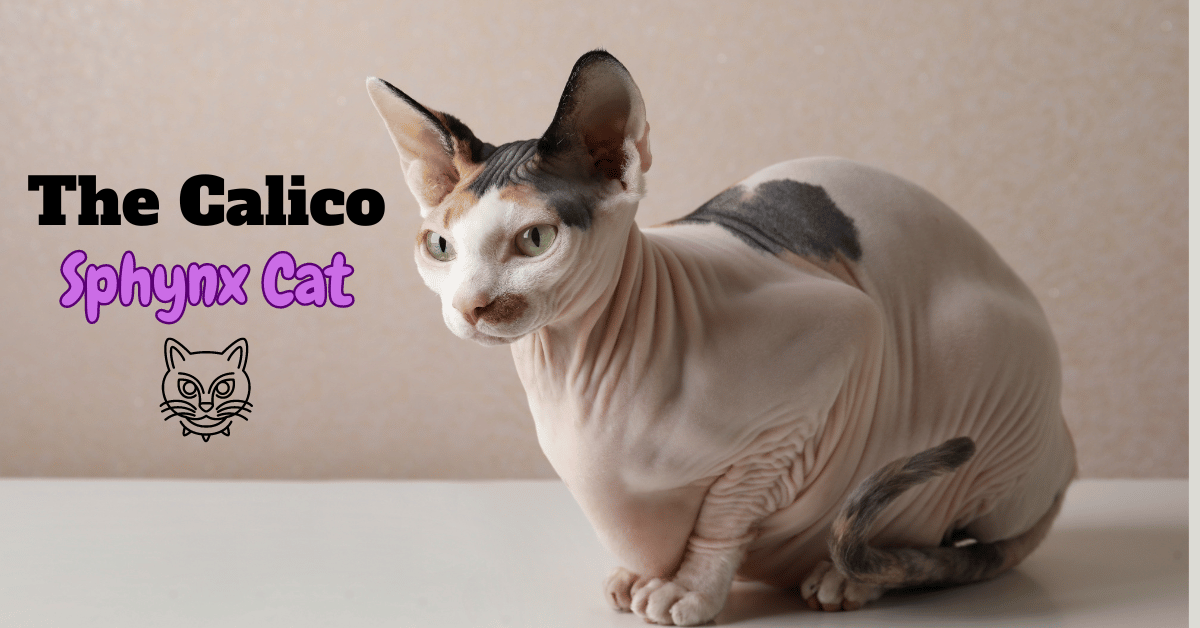 Exploring the Rare Beauty of the Calico Sphynx Cat