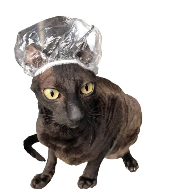 Cat with shower cap photo