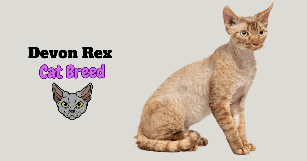 Devon Rex Cat Breed Featured Image