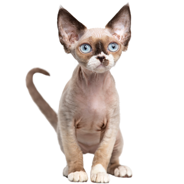 Devon Rex Cat Breed Front Image as one of the Shorthair cat breeds