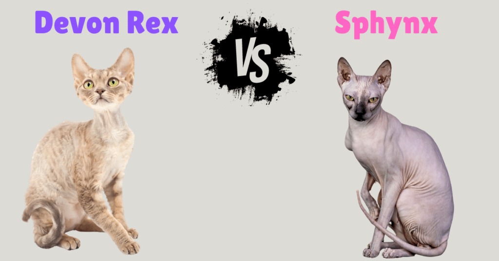 Devon Rex vs Sphynx Cat featured image