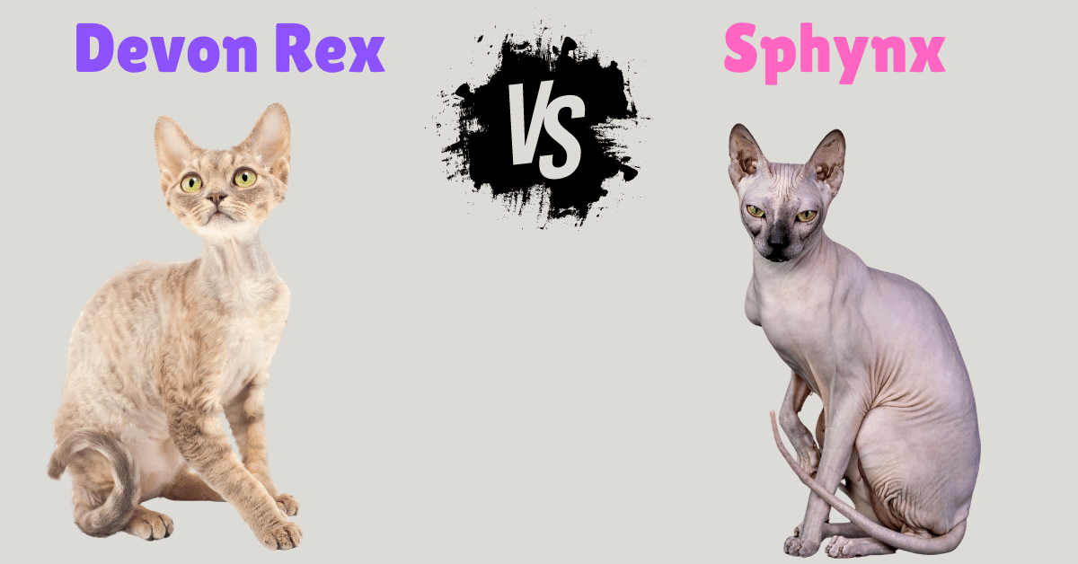 Devon Rex vs Sphynx: the Differences Between Two Unique Cats