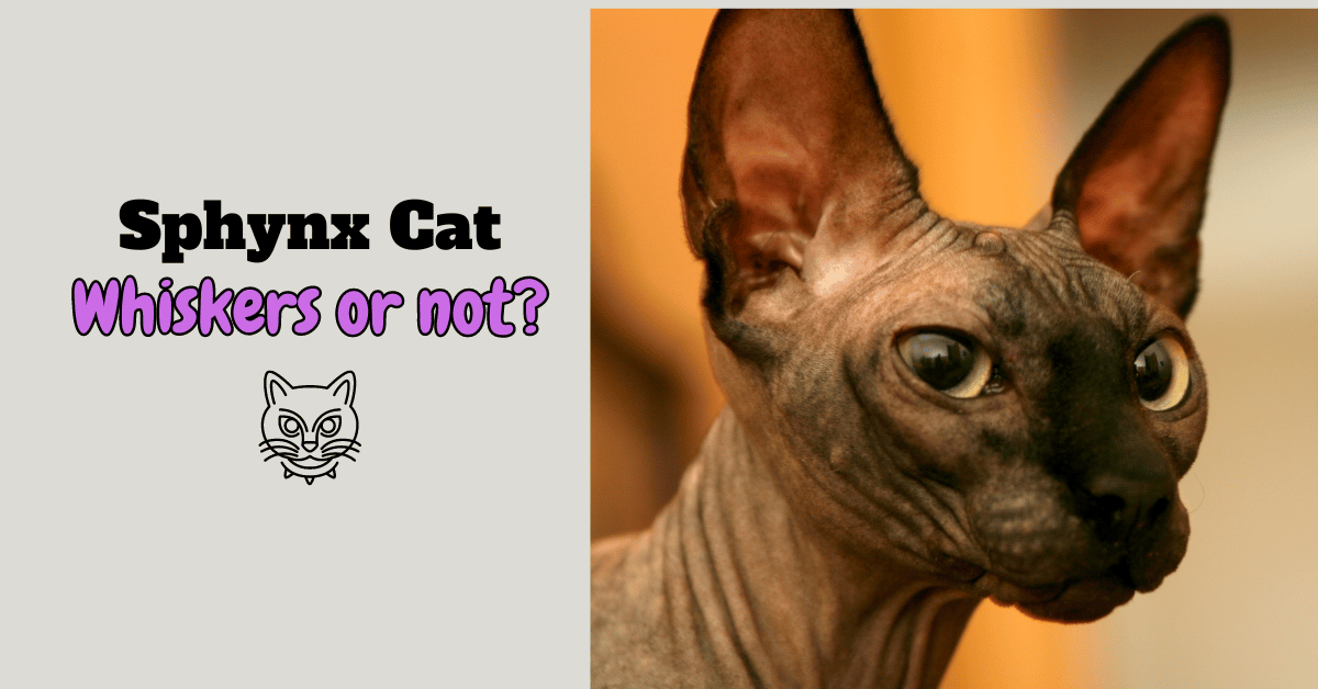 Do Sphynx Cats Have Whiskers featured image