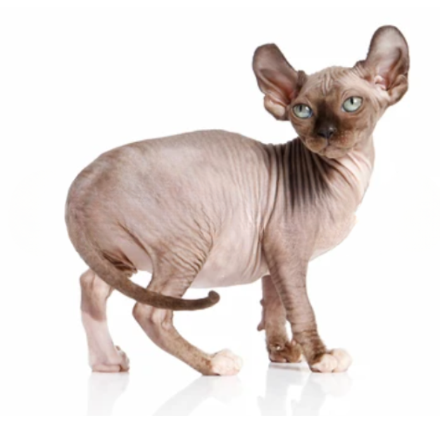 Elf cat breed as one of the hairless cats