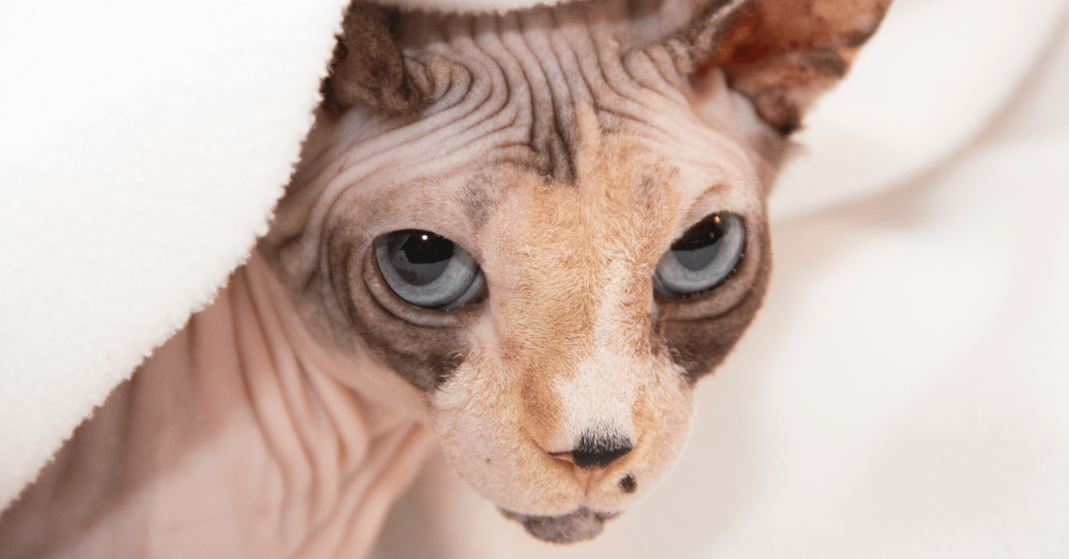 Effective Hairless Cat Grooming Tips