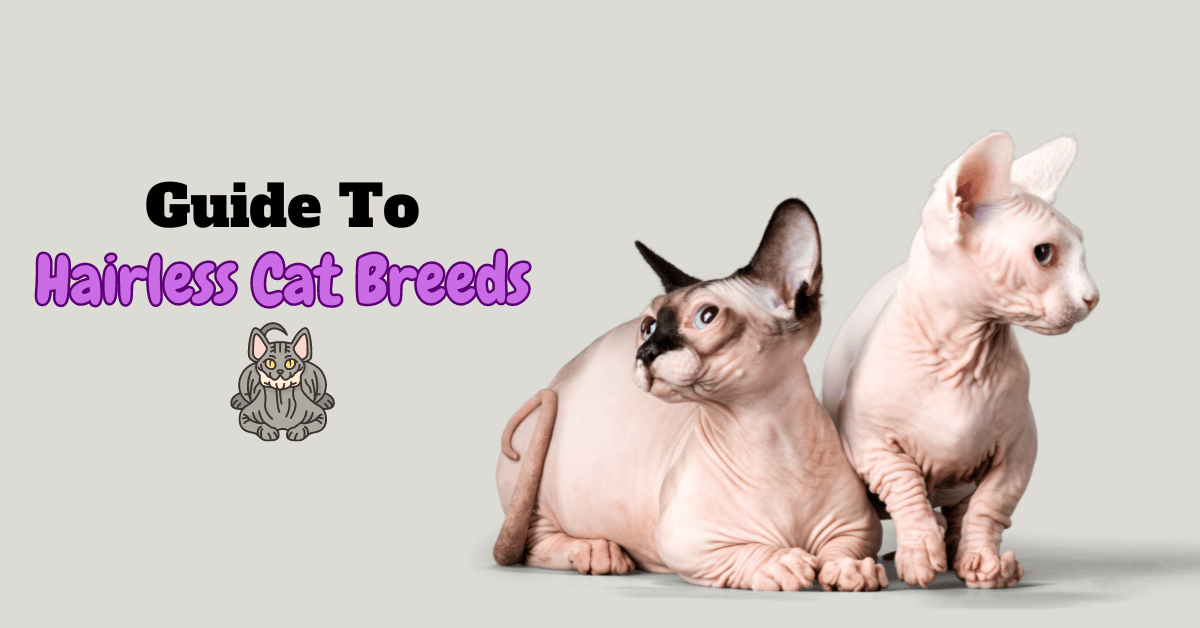 Guide to hairless cat breeds featured image