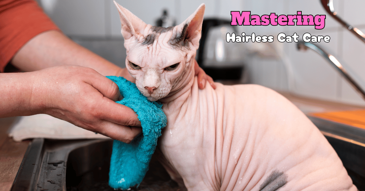 Hairless Cat Care Featured Image